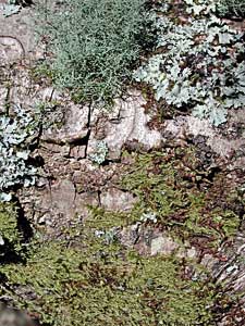 Bark covered in moss and lichen