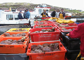 Landing Crab at Fionnphort pier