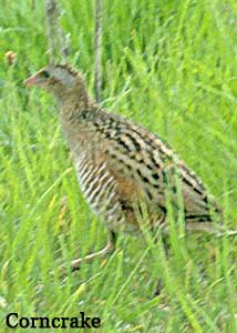 Corncrake