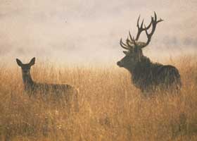 Red Deer