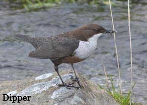 Dipper