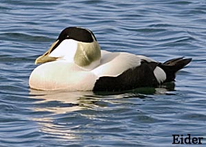 Male eider