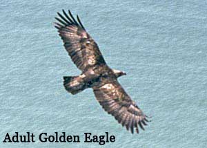 Adult Golden Eagle