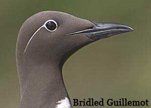 Bridled Guillemot