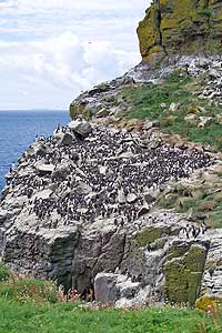 Harp Rock on Lunga