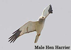 Adult male hen harrier