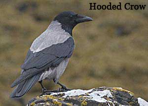 Hooded Crow