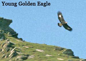 Young Golden Eagle