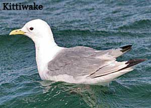 Kittiwake