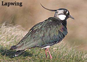 Lapwing