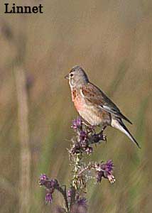 Linnet