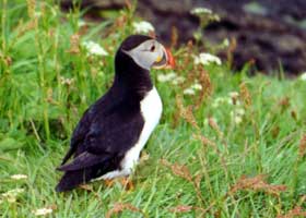 Puffin on Staffa