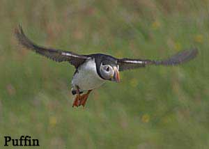 Puffin in flight