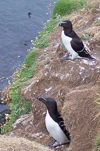 Razorbills On Lunga