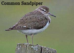 Common Sandpiper