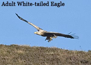 White-tailed or sea eagle