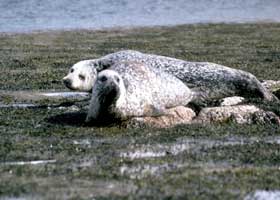 Seals basking on rocks