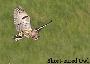 Short-eared owl