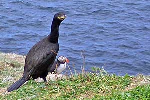 Shag On Lunga