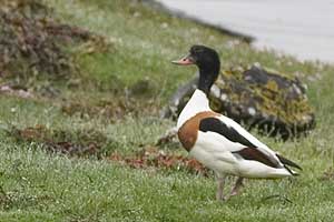 Shelduck