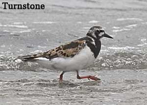 Turnstone