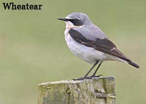 Wheatear